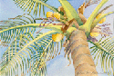 Fiji Palm